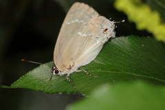 Strephonota elika