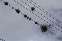 Tillandsia caliginosa