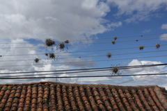 Tillandsia caliginosa