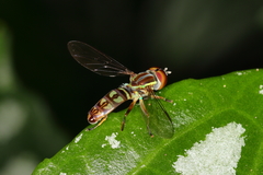 Toxomerus tibicen
