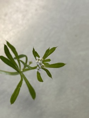Galium aparine