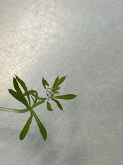 Galium aparine