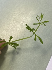 Galium aparine