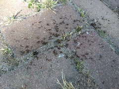Tetramorium caespitum