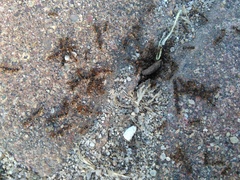 Tetramorium caespitum