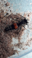Darditilla amabilis