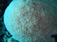 Physogyra lichtensteini