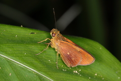 Turesis complanula