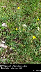 Potentilla argentea