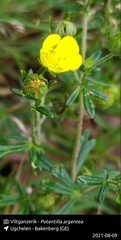 Potentilla argentea