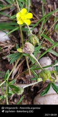 Potentilla argentea