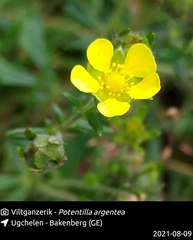 Potentilla argentea