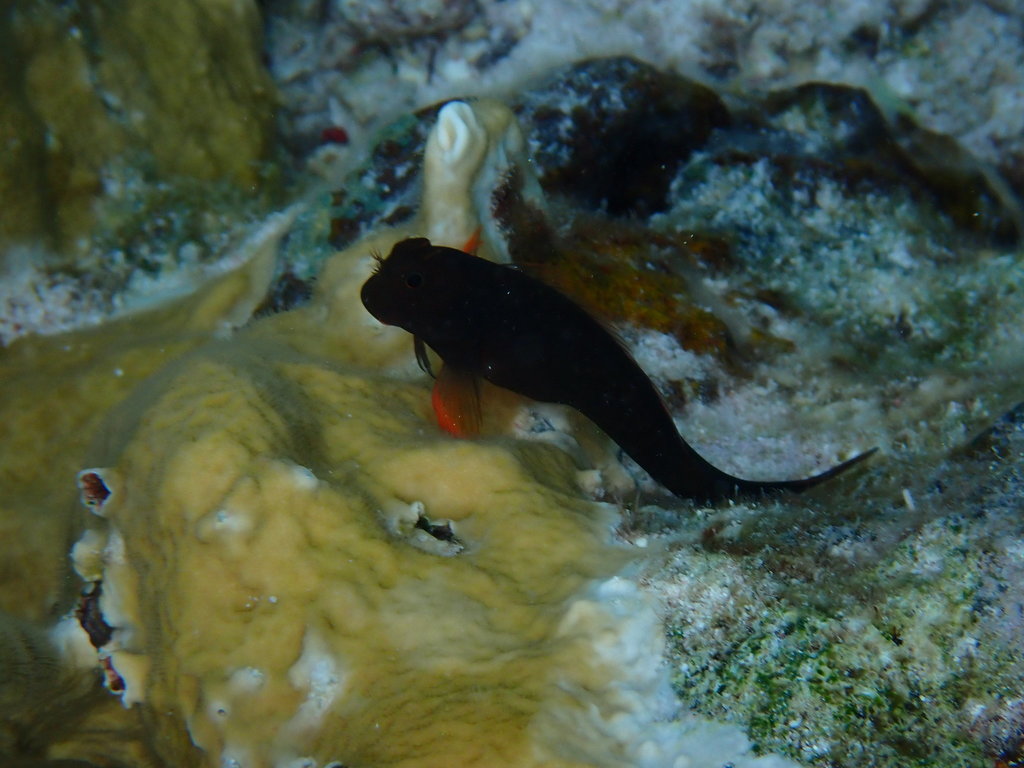 Redlip blenny (Ophioblennius macclurei) — Blenniidae