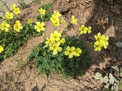Oxalis pes-caprae