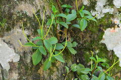 Peperomia glabella