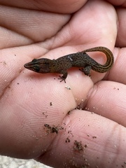 Sphaerodactylus beattyi