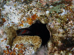 Echinometra lucunter