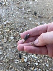 Cerithium litteratum