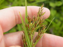 Scleria transvaalensis