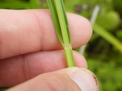 Scleria transvaalensis
