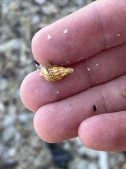 Cerithium litteratum