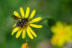 Coelioxoides waltheriae