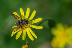 Coelioxoides waltheriae