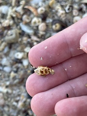 Cerithium litteratum