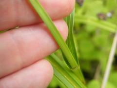 Scleria transvaalensis