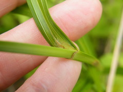 Scleria transvaalensis