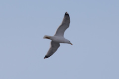 Larus argentatus