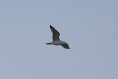 Larus argentatus