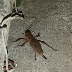 Liparoscelis pallidispina