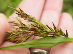 Scleria transvaalensis