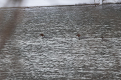 Mergus merganser