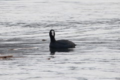 Fulica atra