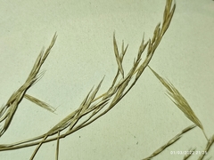 Festuca heterophylla