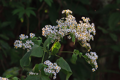 Montanoa grandiflora