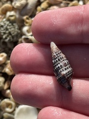 Cerithium litteratum