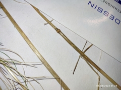 Festuca heterophylla