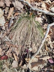 Festuca heterophylla
