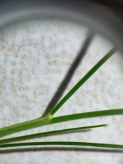 Festuca heterophylla