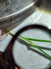 Festuca heterophylla