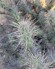 Grusonia robertsii
