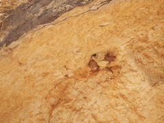 Ptyonoprogne rupestris