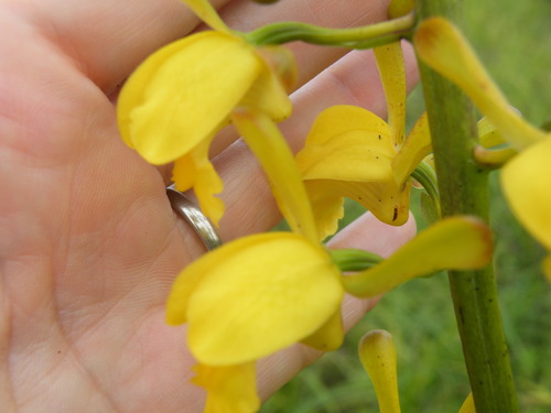 Image of Eulophia angolensis by (c) Antoinette Eyssell Knox, some rights reserved (CC BY-SA)