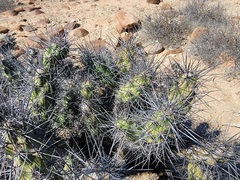 Grusonia robertsii