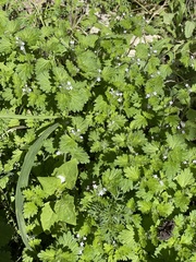 Glandularia quadrangulata