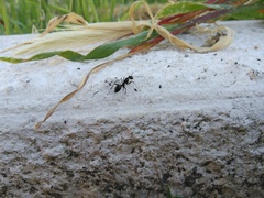 Camponotus