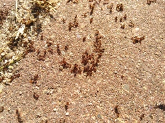 Tetramorium caespitum